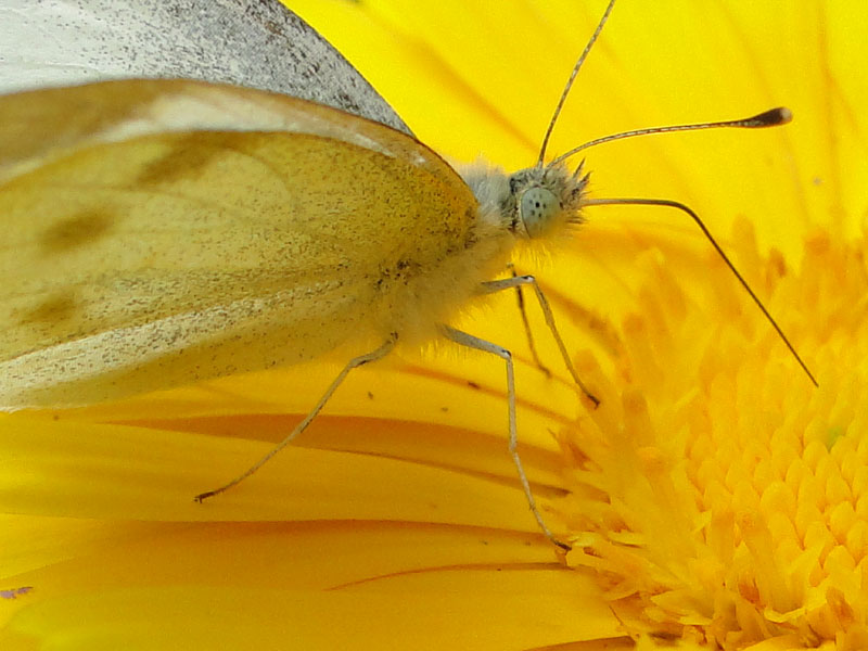 butterfly on calendula