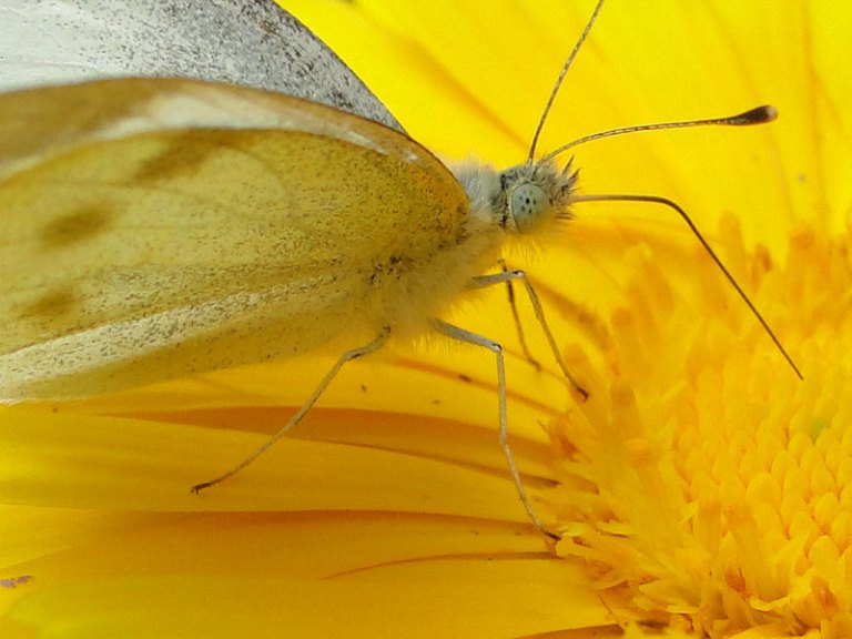 butterfly on calendula
