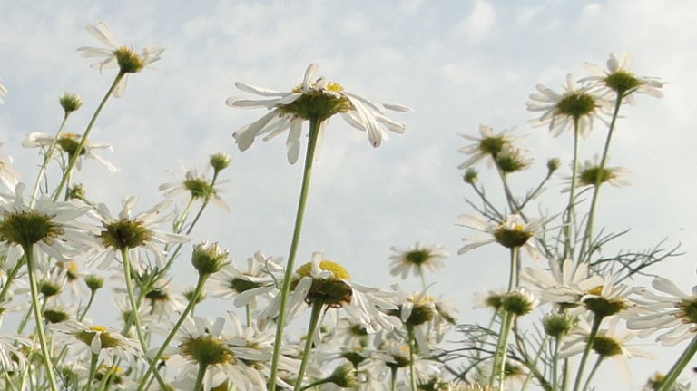 mayweed