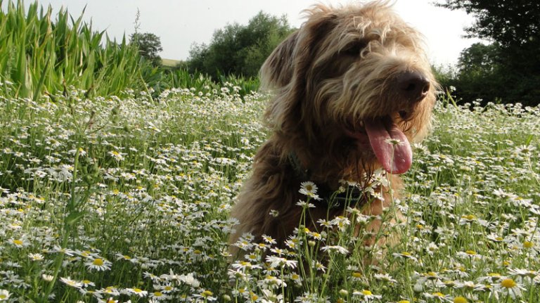 labradoodle in mayweed