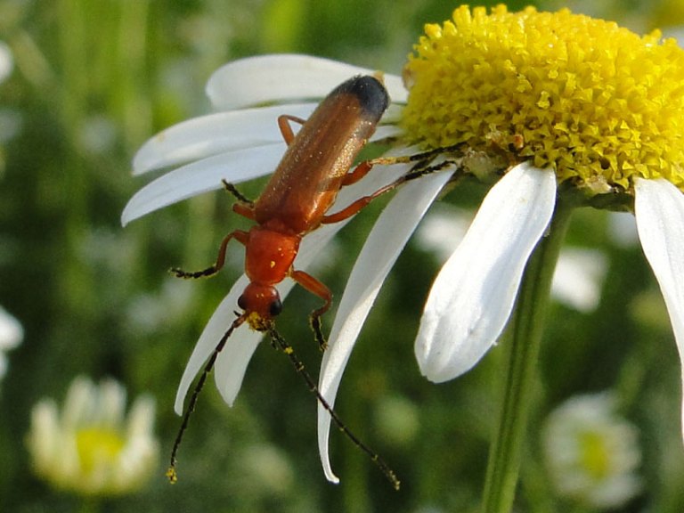 soldier beetle on mayweed