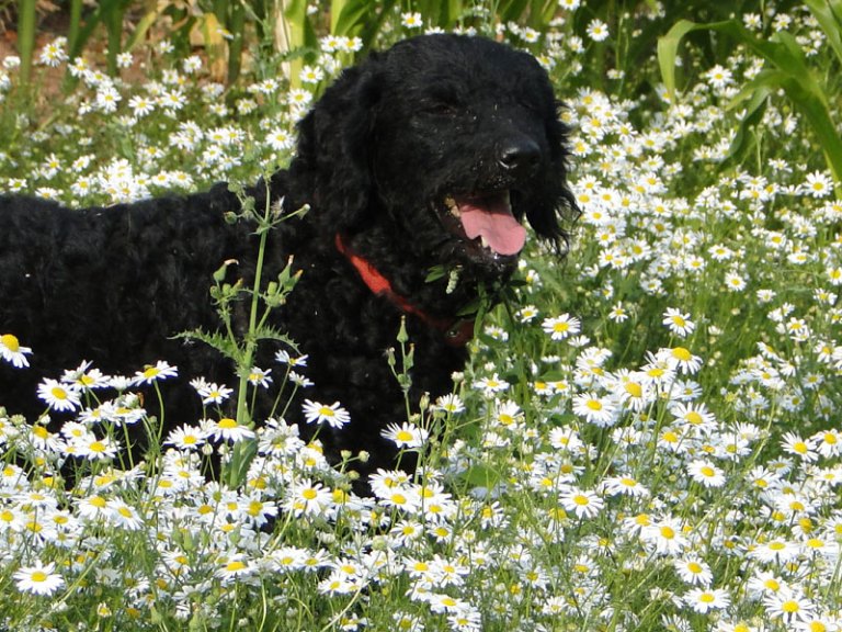 labradoodle in mayweed