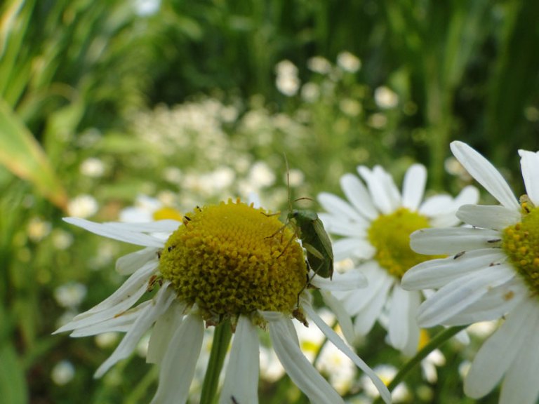 mayweed