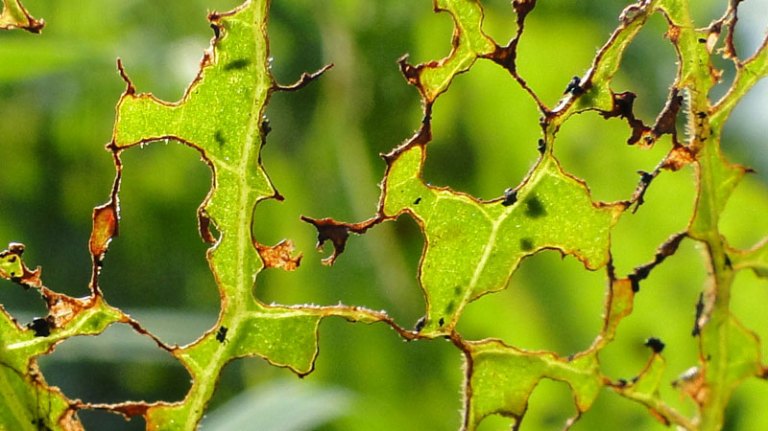 Colour of the week is... green