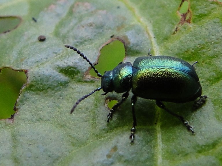 Colour of the week is... green