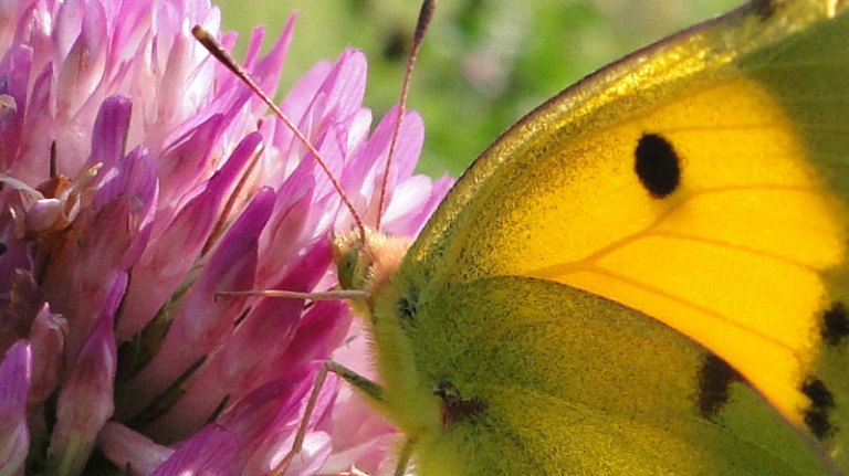 Colours of the week are.... pink and yellow