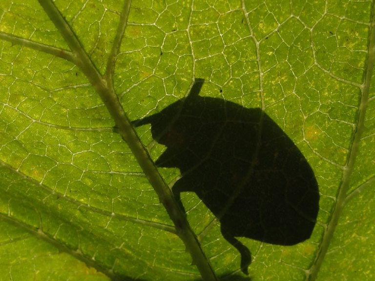 Beetle, bird and hare