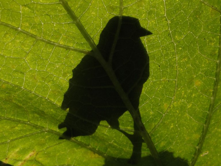 Beetle, bird and hare
