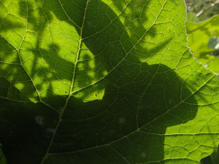 Beetle, bird and hare