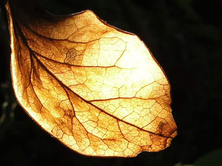 Colour of the week is.... Brown