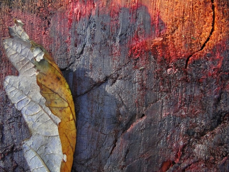 Colours of the week are... autumnal