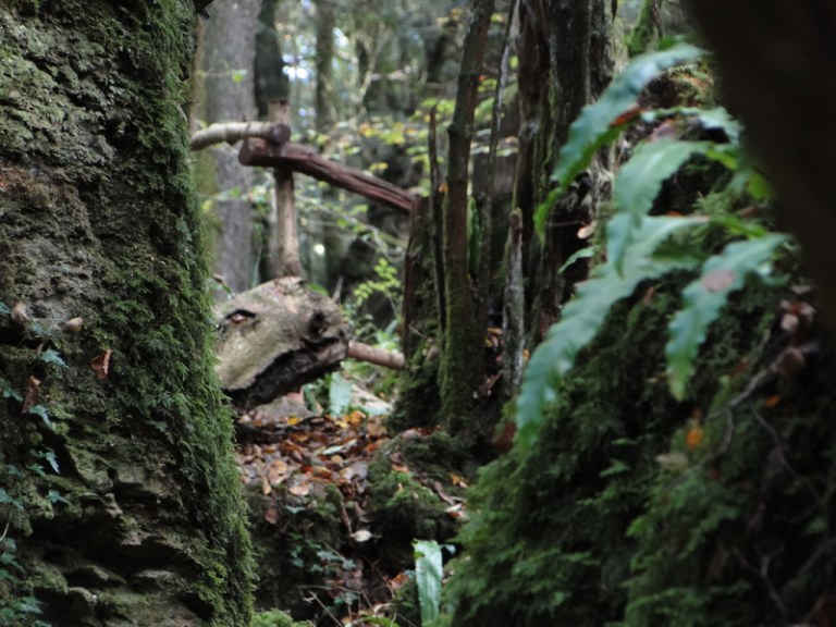 Colours of the week are... autumnal