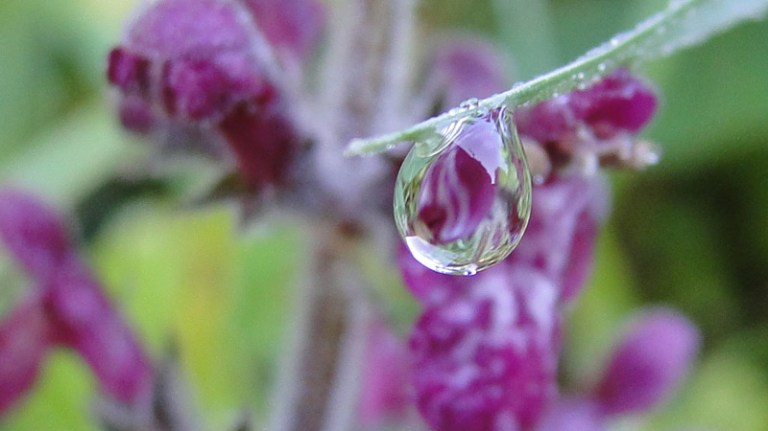 Colour of the week is... purple