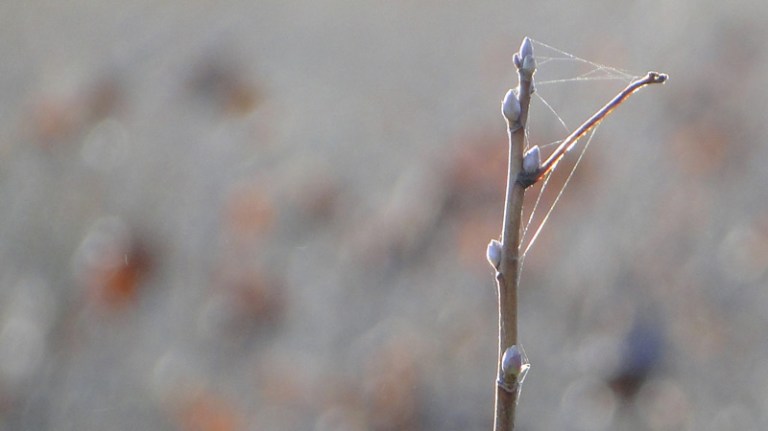Colour of the week is... wintry  with a hint of autumn