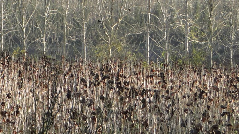 Colour of the week is... wintry with a hint of Autumn