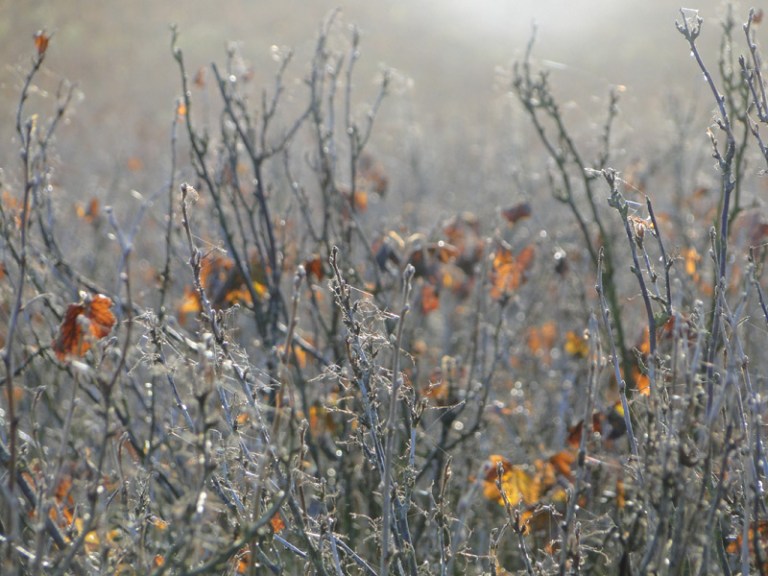 Colour of the week is... wintry with a hint of Autumn