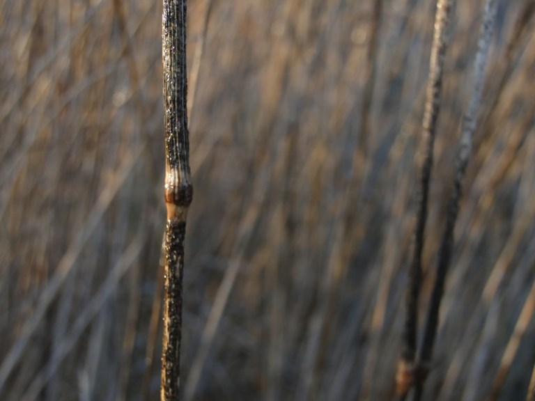 Grass, sunlight and water droplets.