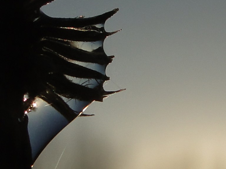 Grass, sunlight and water droplets.