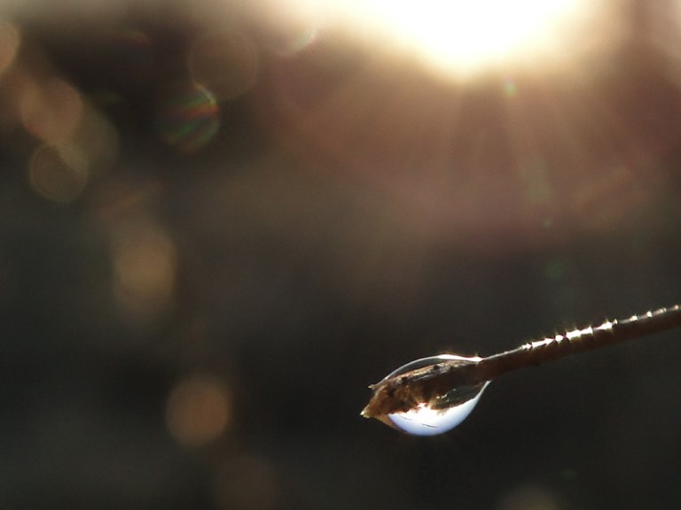 Grass, sunlight and water droplets.
