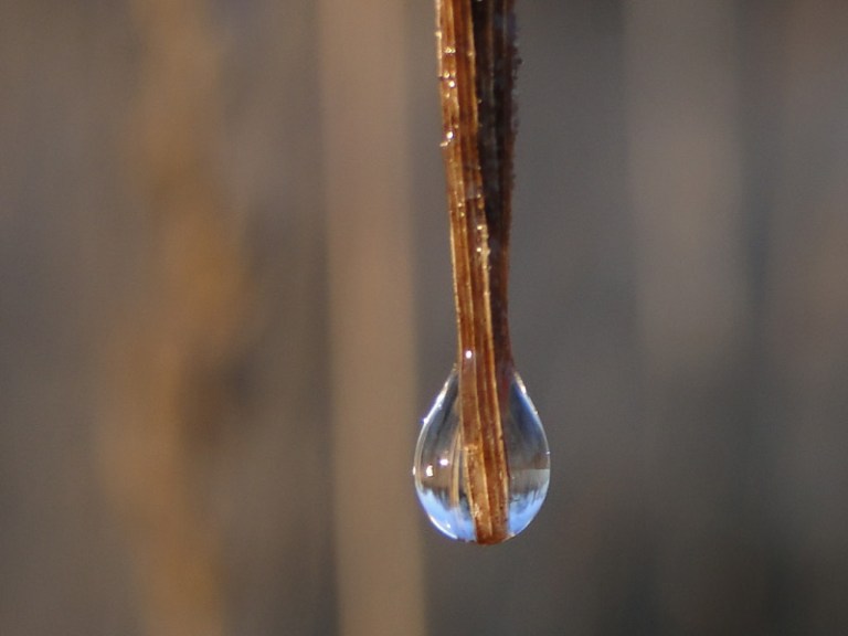 Grass, sunlight and water droplets.