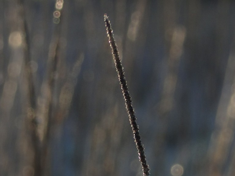 Grass, sunlight and water droplets.