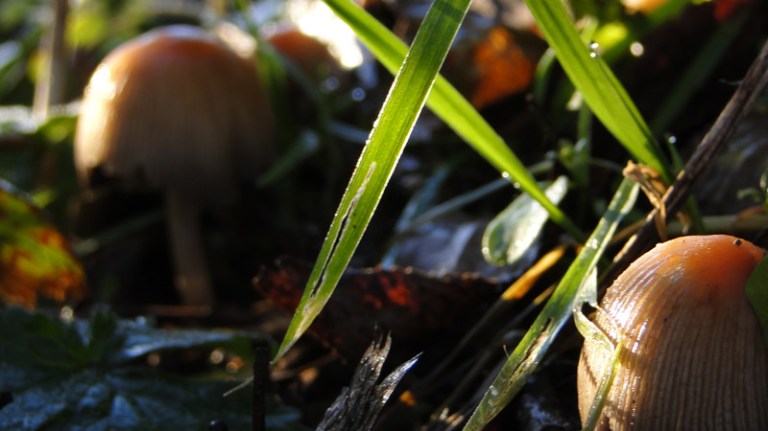 Colour of the week is... green