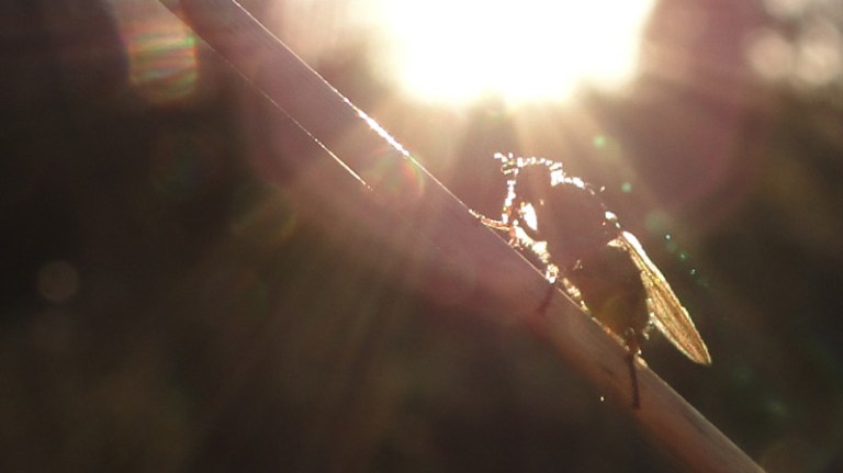 Colour of the week is... green