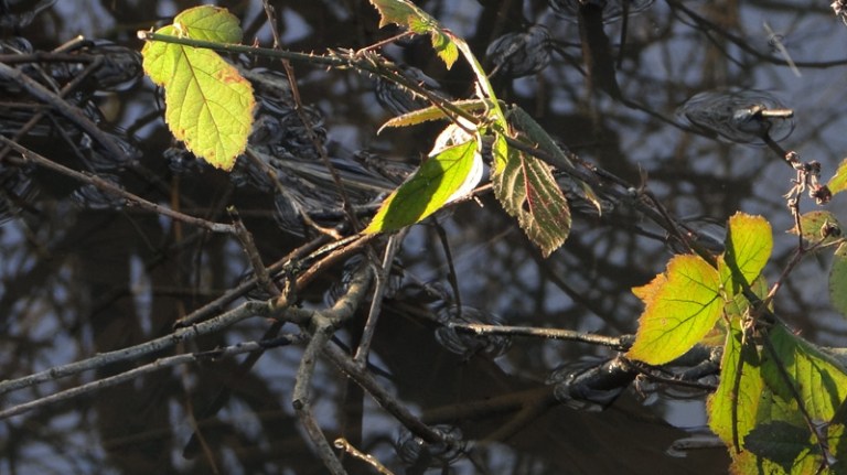 Colour of the week is... green