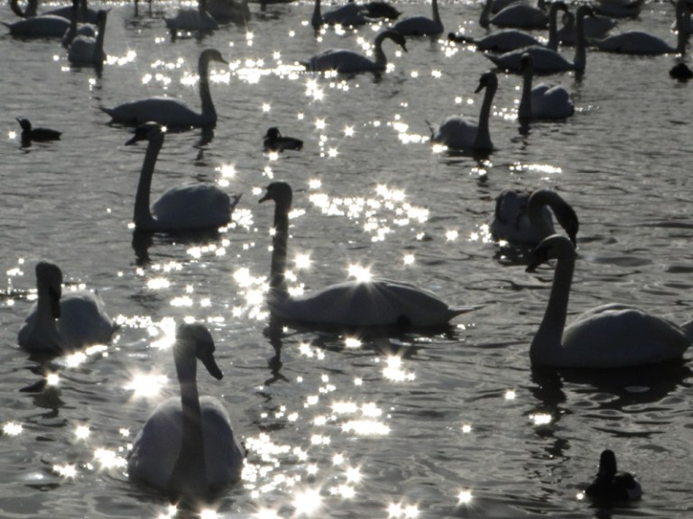 A bevy of swans