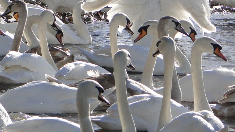 A bevy of swans