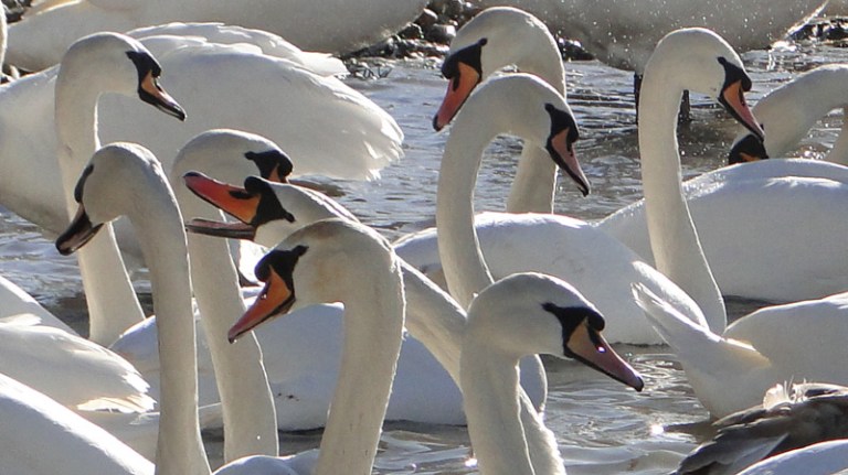 A bevy of swans