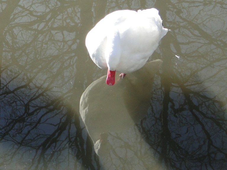 A Week of Reflections #6