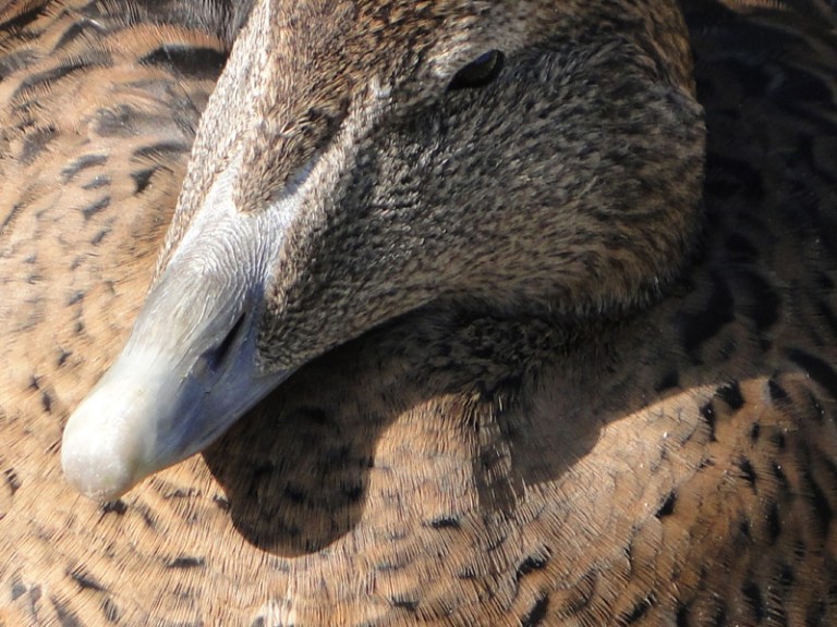 Colour of the week is.... brown