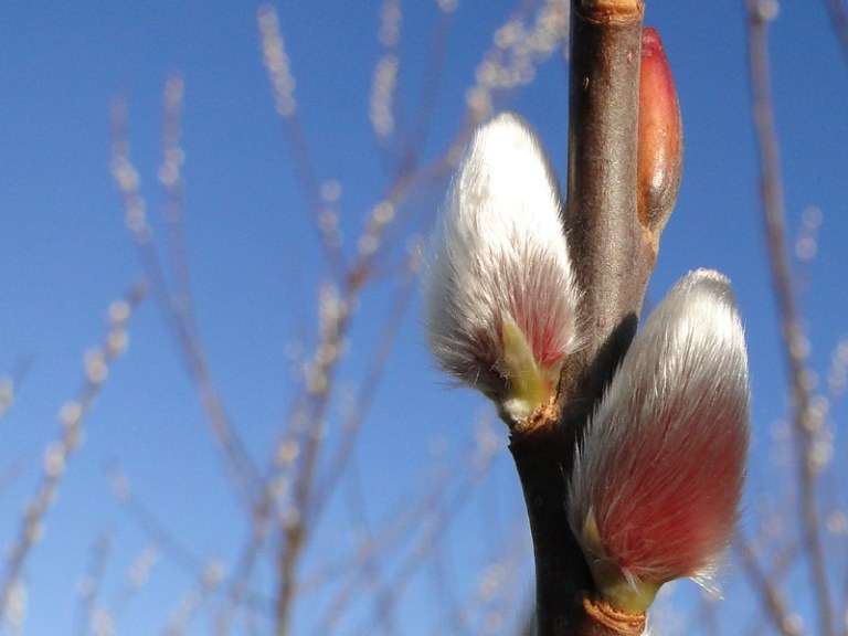 Spring is in the air