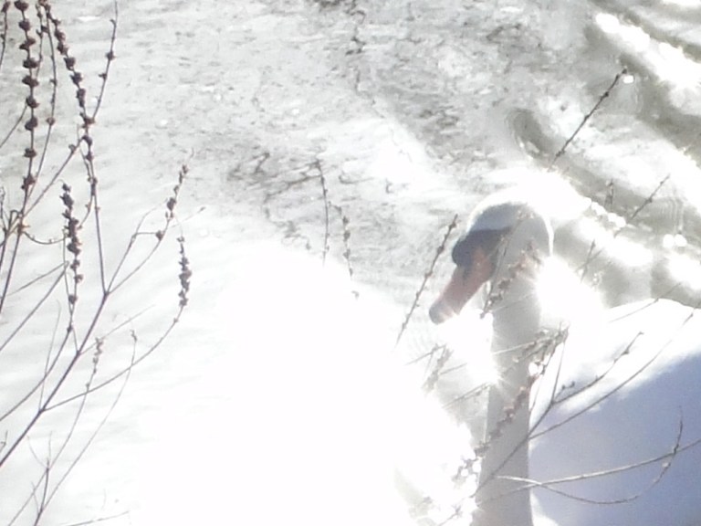 Color of the week is ..... White