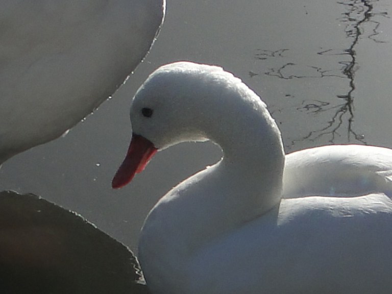 A Week of wetland Birds #1