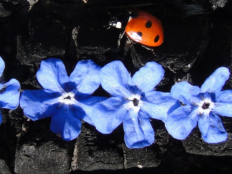 Colours of the week are... blue, black and a spot of red.