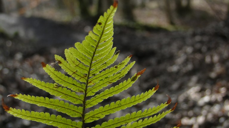 Colour of the week is... green