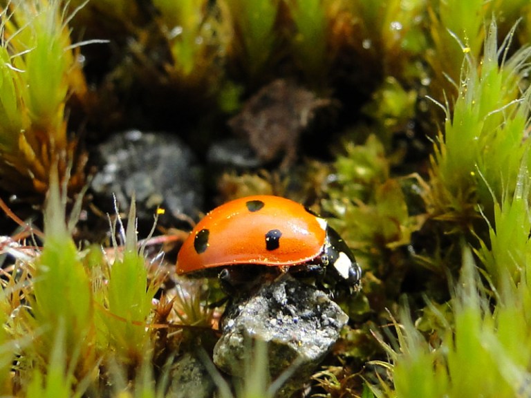 Beetle #5