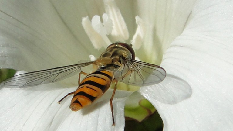 Colour of the week is... white