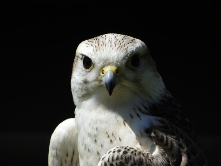 A Week of Birds of Prey - Day #3