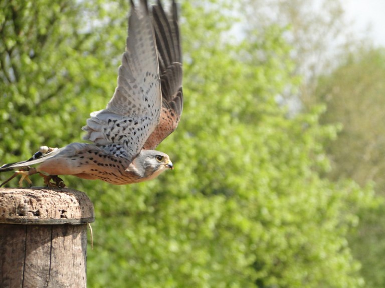 A Week of Birds of Prey - Day #1