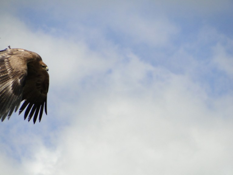 Birds of Prey - Day #7
