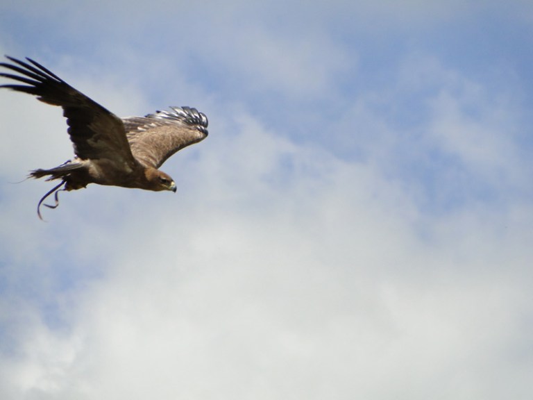 Birds of Prey - Day #7