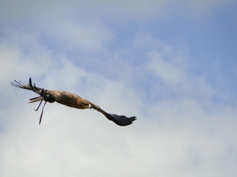 Birds of Prey - Day #7