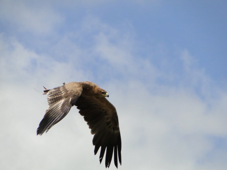 Birds of Prey - Day #7