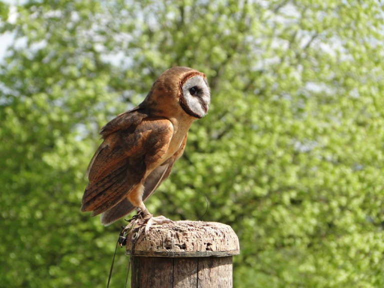 A Week of Birds of Prey - Day#1