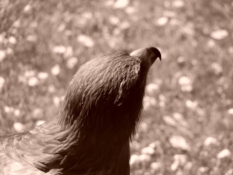 A Week of Birds of Prey - Day #2