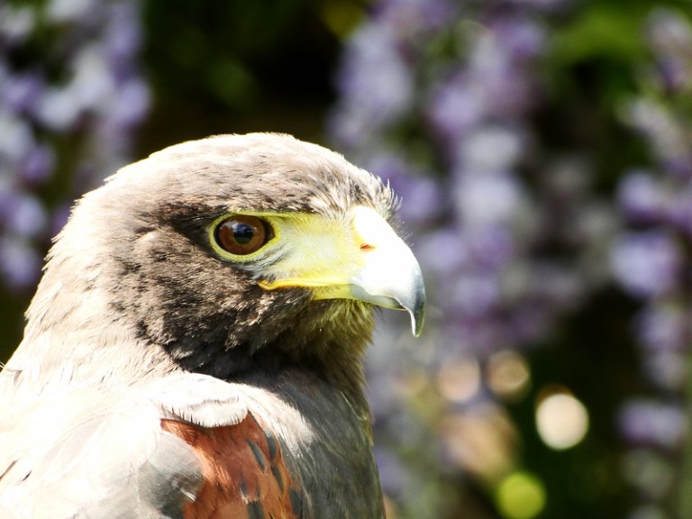 A Week of Birds of Prey - Day #5