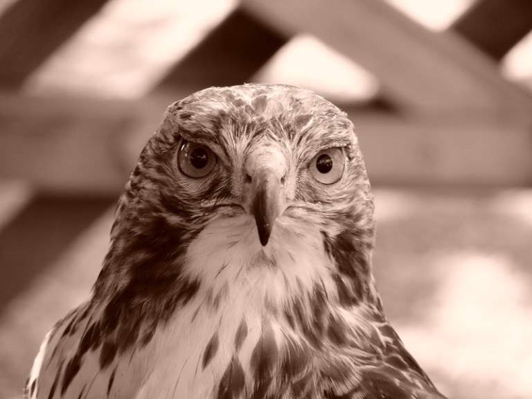 Birds of Prey - Day #6